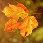 Illustratie foto's september